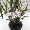 Den. moniliforme yumedono夢殿 